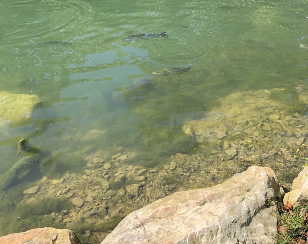 trout in the Lazy River,Mountain water adventures, fly fishing, musky fishing wv, fly fishing wv, fly fishing for musky, native trout, group trip fly fishing, trout fishing wv, musky on a fly, rainbow trout wv, spring fed fly fishing streams, brown trout wv, golden trout wv, certified fishing guide, certified fishing guide wv, wv, west Virginia, private water fly fishing, west Virginia fly fishing, private fly fishing, private land fly fishing, Monroe County WV, Greenbrier County WV, stream restoration, restored fly fishing stream, Greenbrier, Greenbrier resort, White Sulphur Springs, fly casting instruction, James Crews, Clare Lyons, Second Creek, Drop Lick Creek, the New River, Lazy River, fly fishing gear,Lazy River, fly fishing, WV