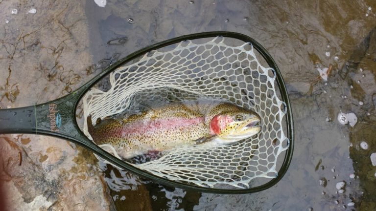 rainbow in net,Mountain water adventures, fly fishing, musky fishing wv, fly fishing wv, fly fishing for musky, native trout, group trip fly fishing, trout fishing wv, musky on a fly, rainbow trout wv, spring fed fly fishing streams, brown trout wv, golden trout wv, certified fishing guide, certified fishing guide wv, wv, west Virginia, private water fly fishing, west Virginia fly fishing, private fly fishing, private land fly fishing, Monroe County WV, Greenbrier County WV, stream restoration, restored fly fishing stream, Greenbrier, Greenbrier resort, White Sulphur Springs, fly casting instruction, James Crews, Clare Lyons, Second Creek, Drop Lick Creek, the New River, Lazy River, fly fishing gear,guided fly fishing on miles of private water in southeastern West Virginia. Water and fish you have to experience to believe.